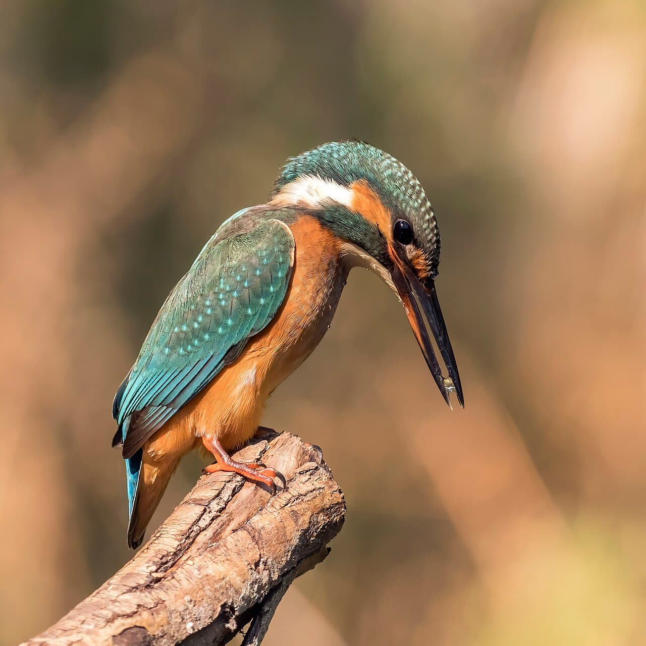 Common kingfisher perched above water with a small fish