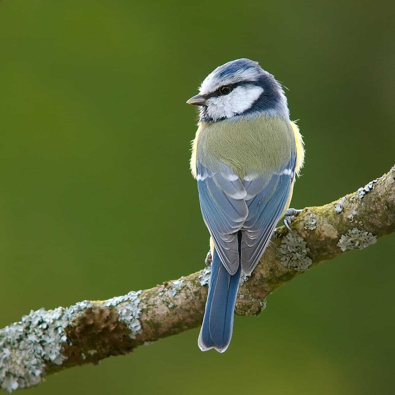Eurasian blue tit perched on a lichen-covered branch