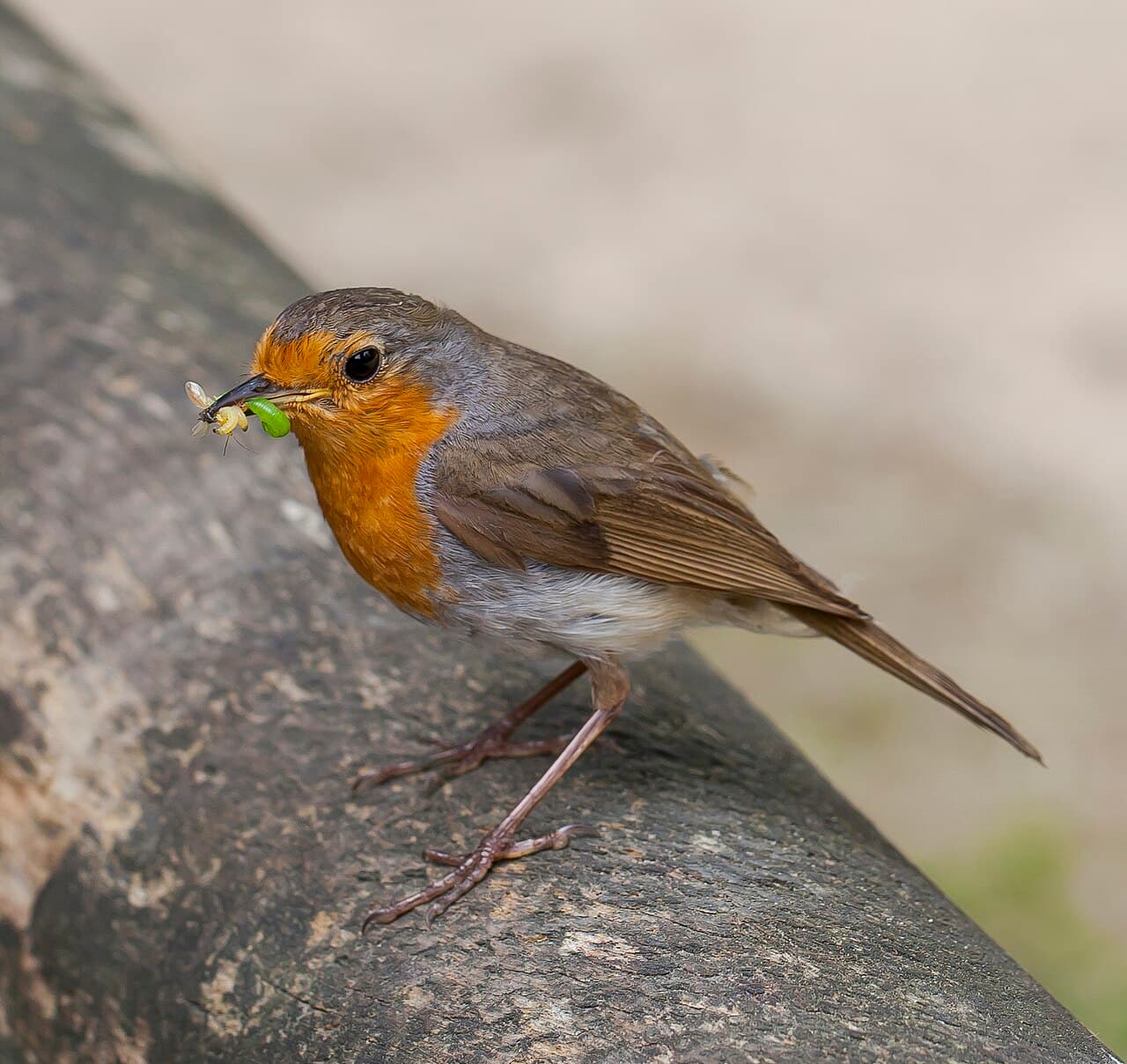 European robin standing on a weathered tree trunk